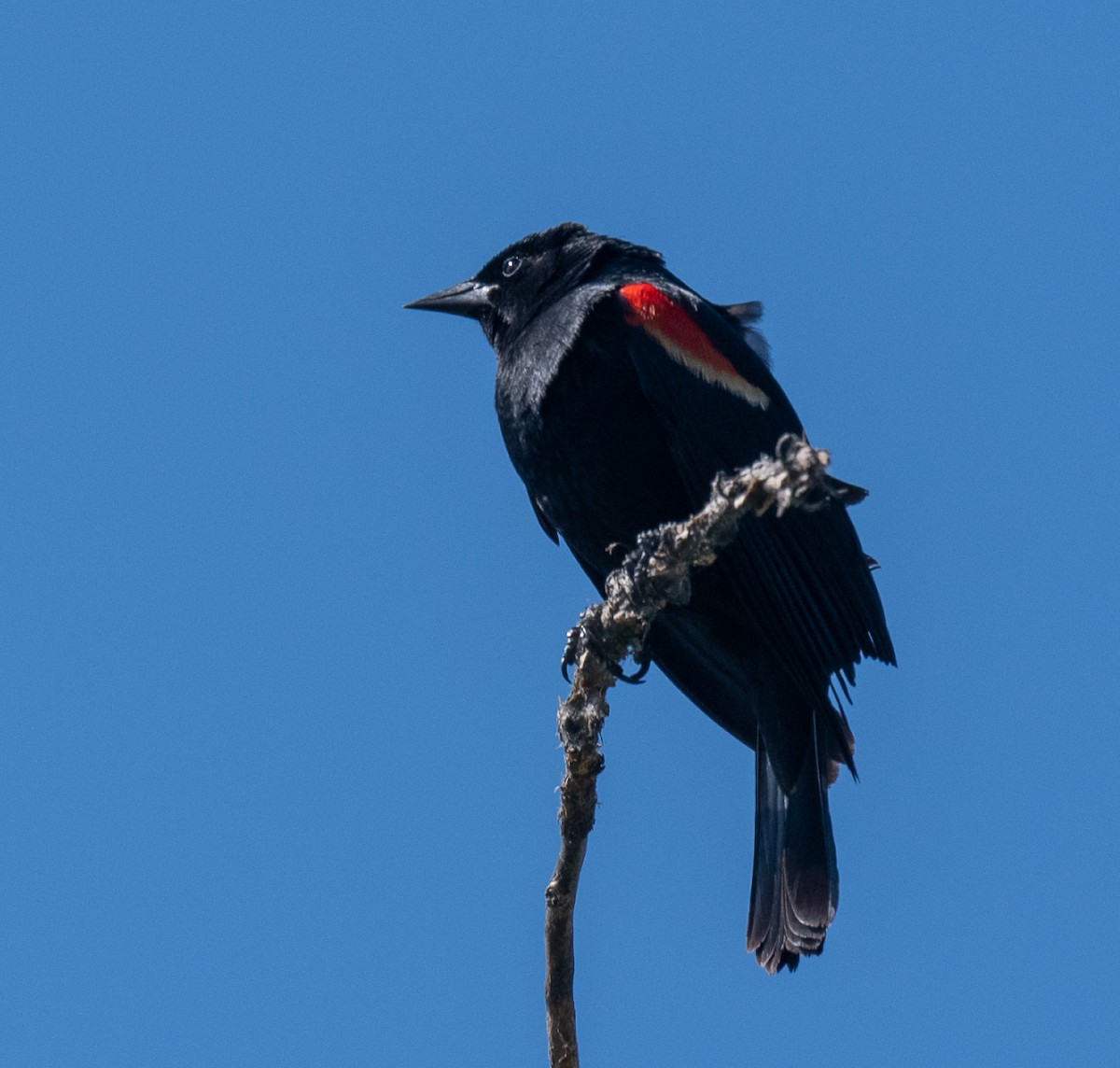 Red-winged Blackbird - ML618598417
