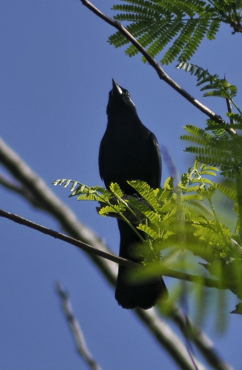 Cuban Blackbird - ML618598449