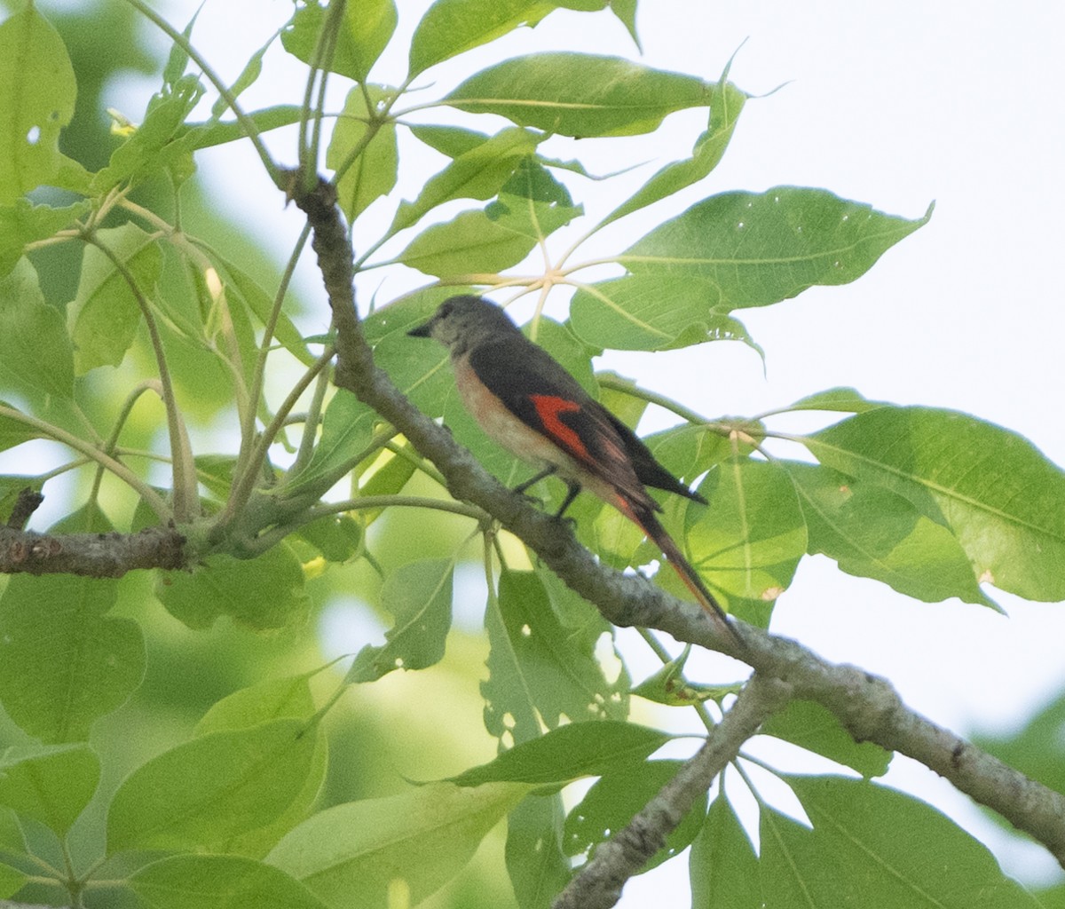 粉紅山椒鳥 - ML618598491