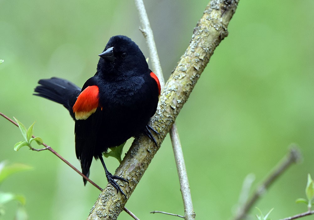 Red-winged Blackbird - ML618598520