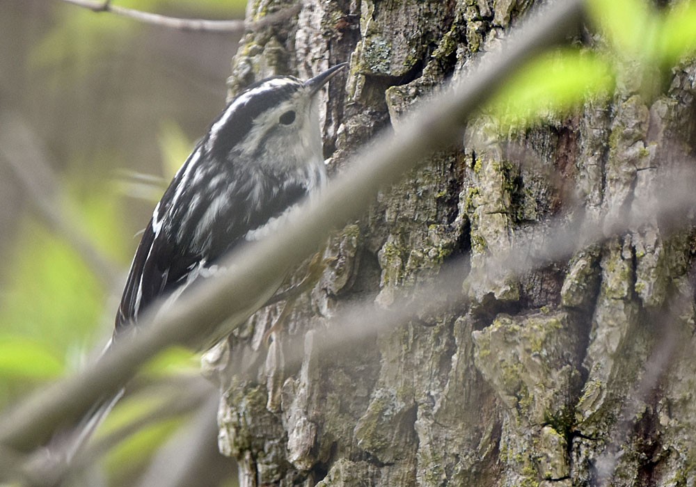 Black-and-white Warbler - ML618598545