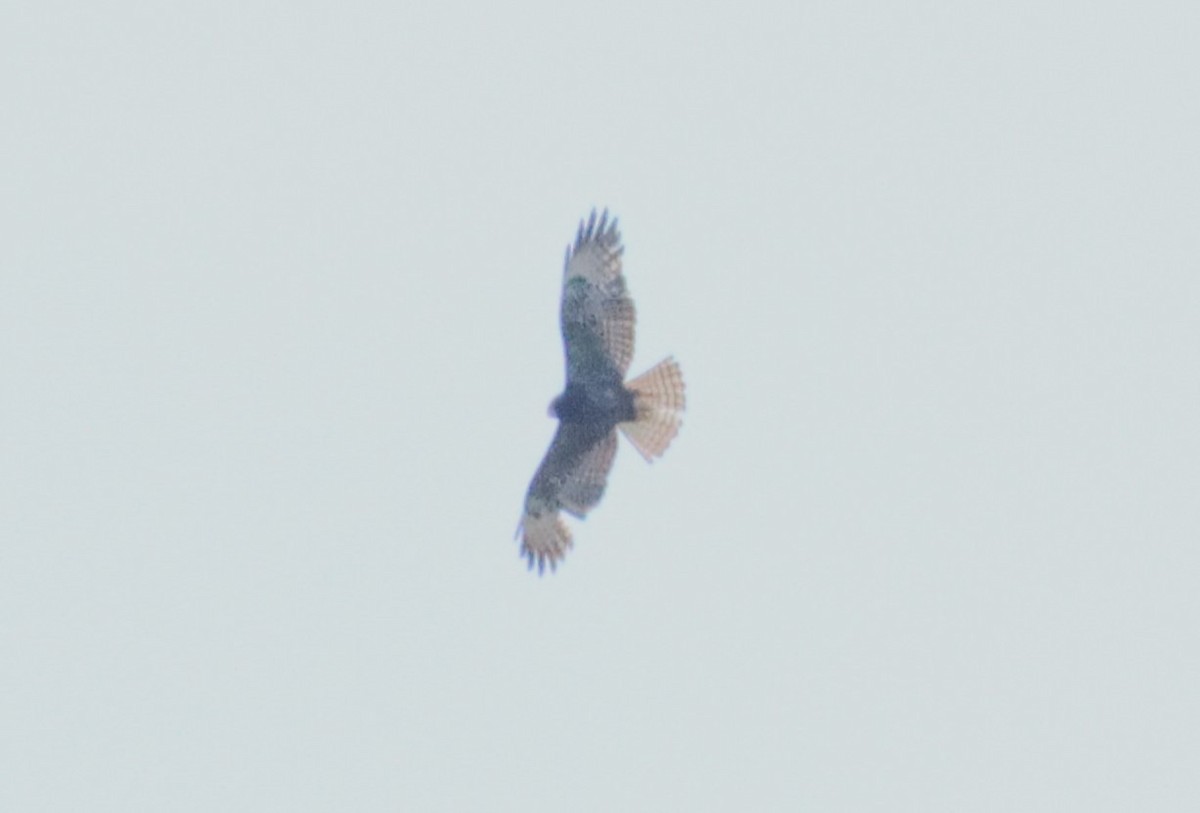 Short-tailed Hawk - Michael Brothers