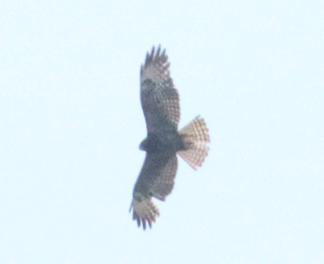 Short-tailed Hawk - ML618598569