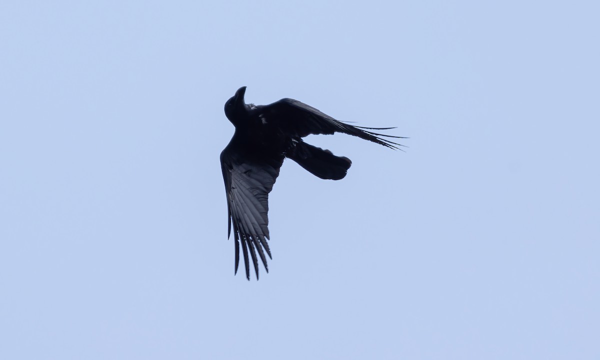 Large-billed Crow (Large-billed) - Paul Fenwick