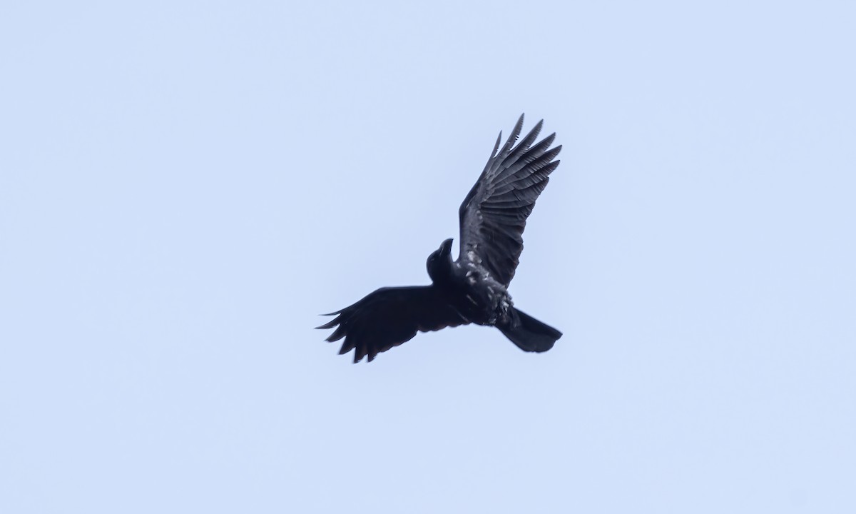 Large-billed Crow (Large-billed) - ML618598587