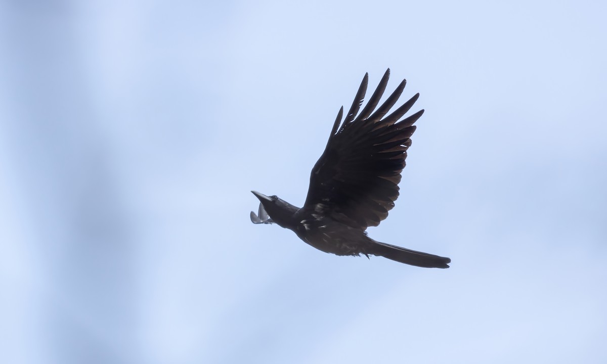Large-billed Crow (Large-billed) - ML618598588