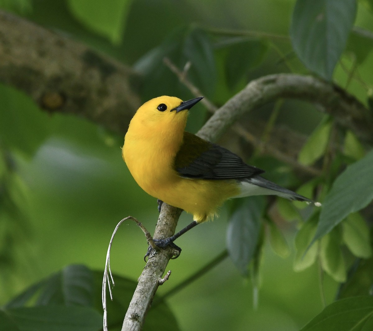 Prothonotary Warbler - ML618598613