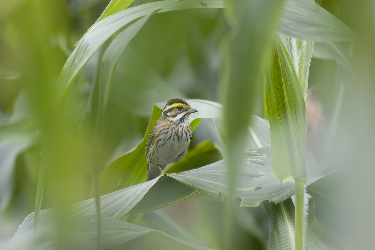 Yellow-browed Bunting - ML618598643