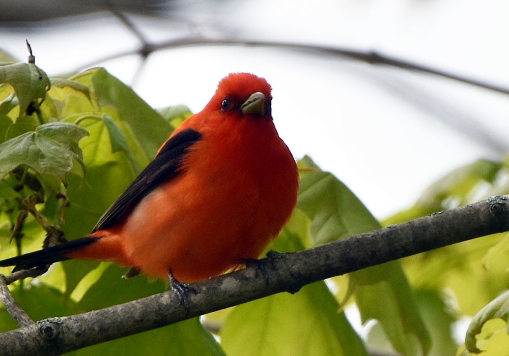 Scarlet Tanager - ML618598673