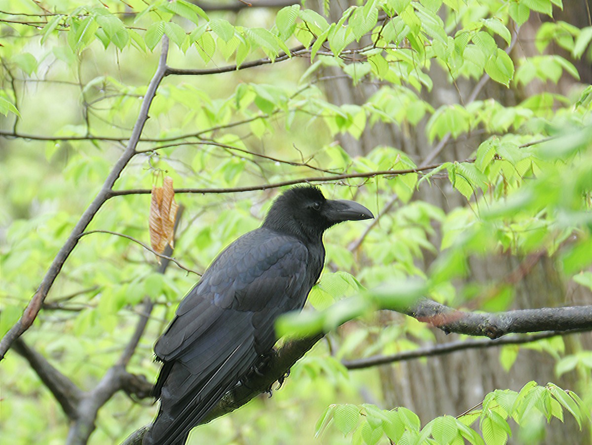 Large-billed Crow - ML618598677