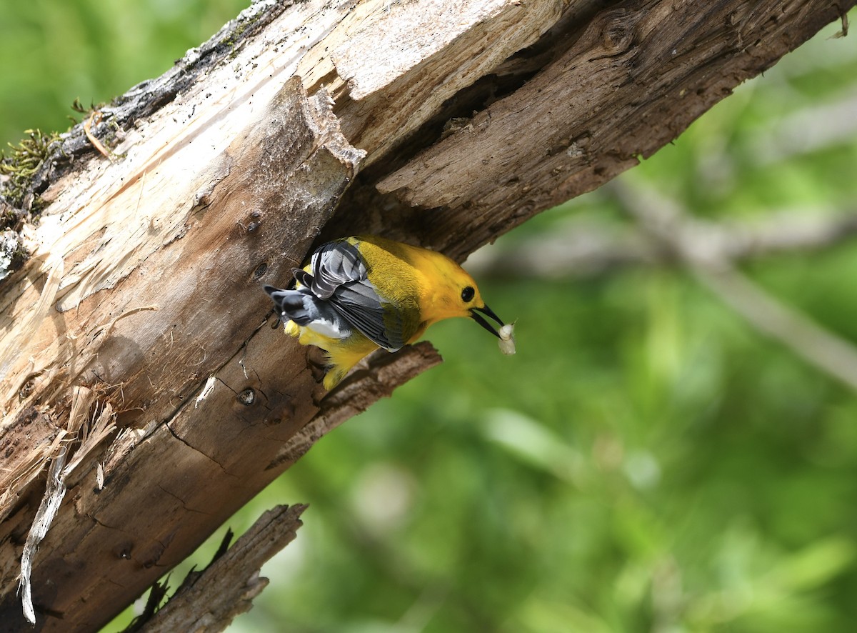 Prothonotary Warbler - ML618598680