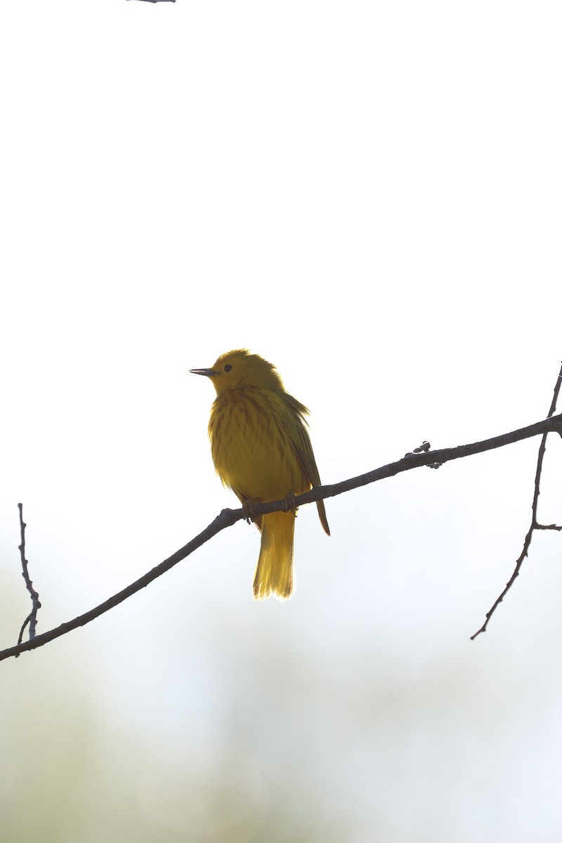 Yellow Warbler - ML618598692