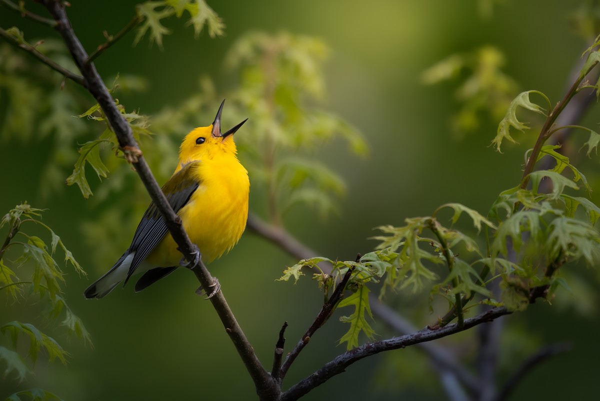 Prothonotary Warbler - ML618598707