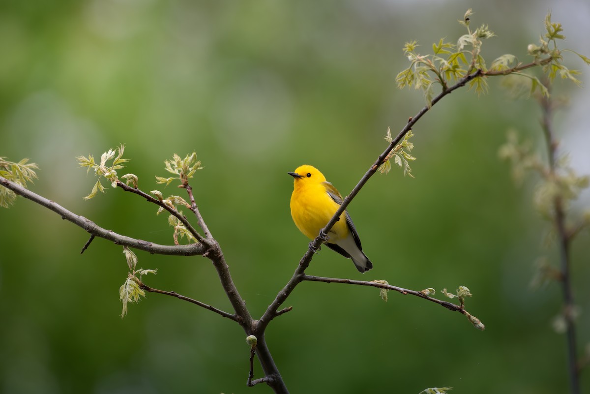 Prothonotary Warbler - ML618598709