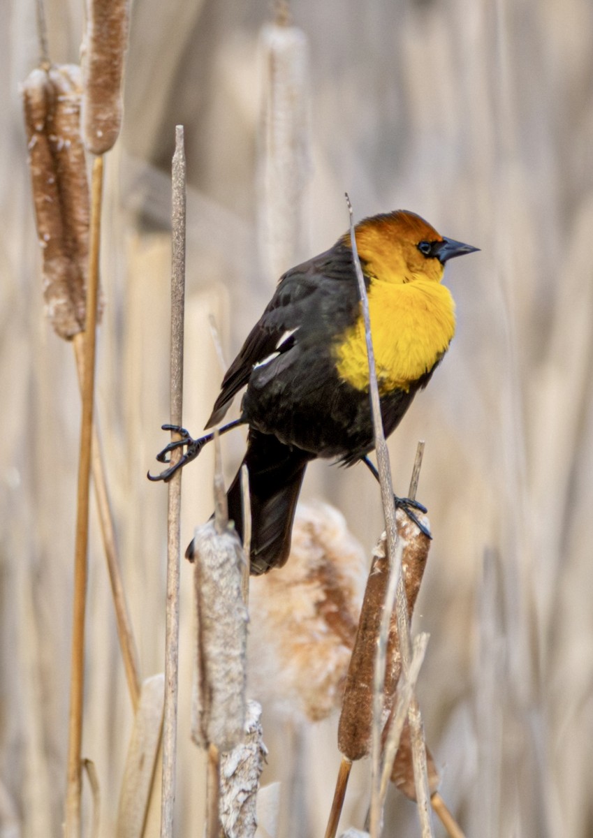 Yellow-headed Blackbird - ML618598775
