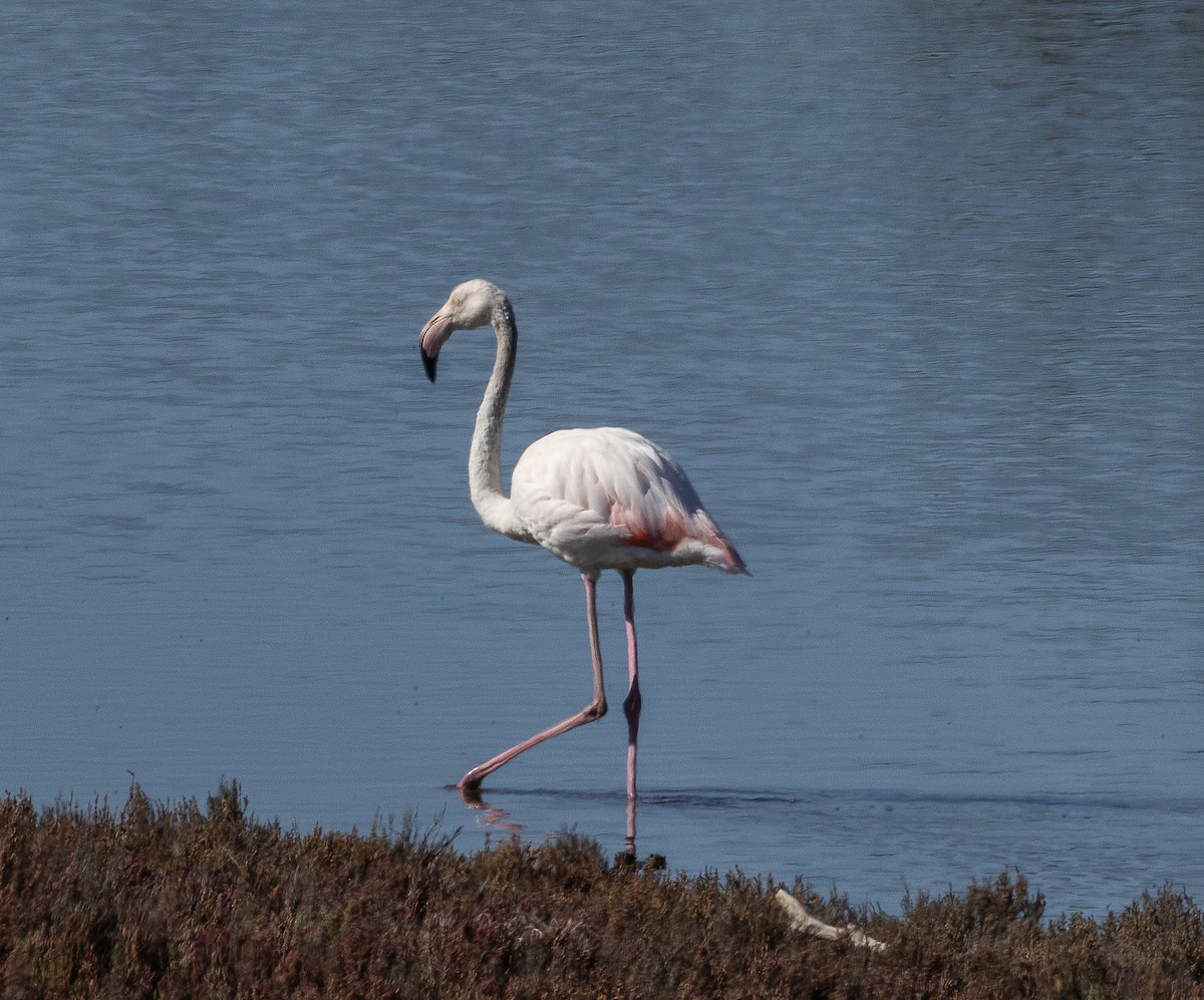 Greater Flamingo - ML618598776