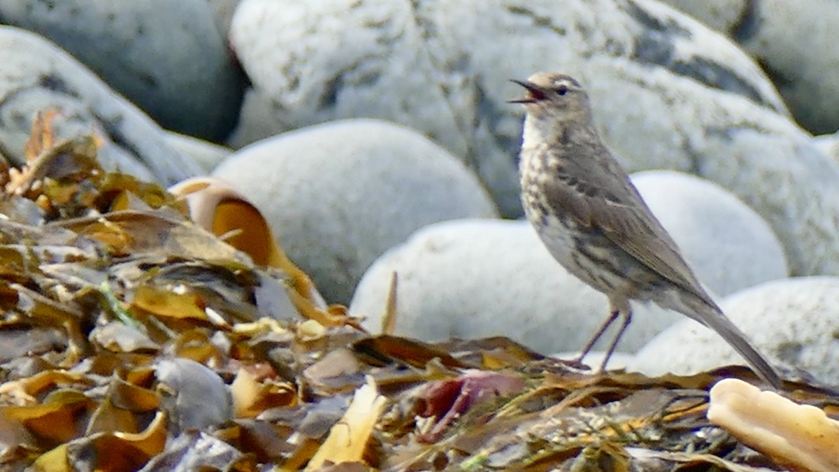 Rock Pipit - Quentin Brown