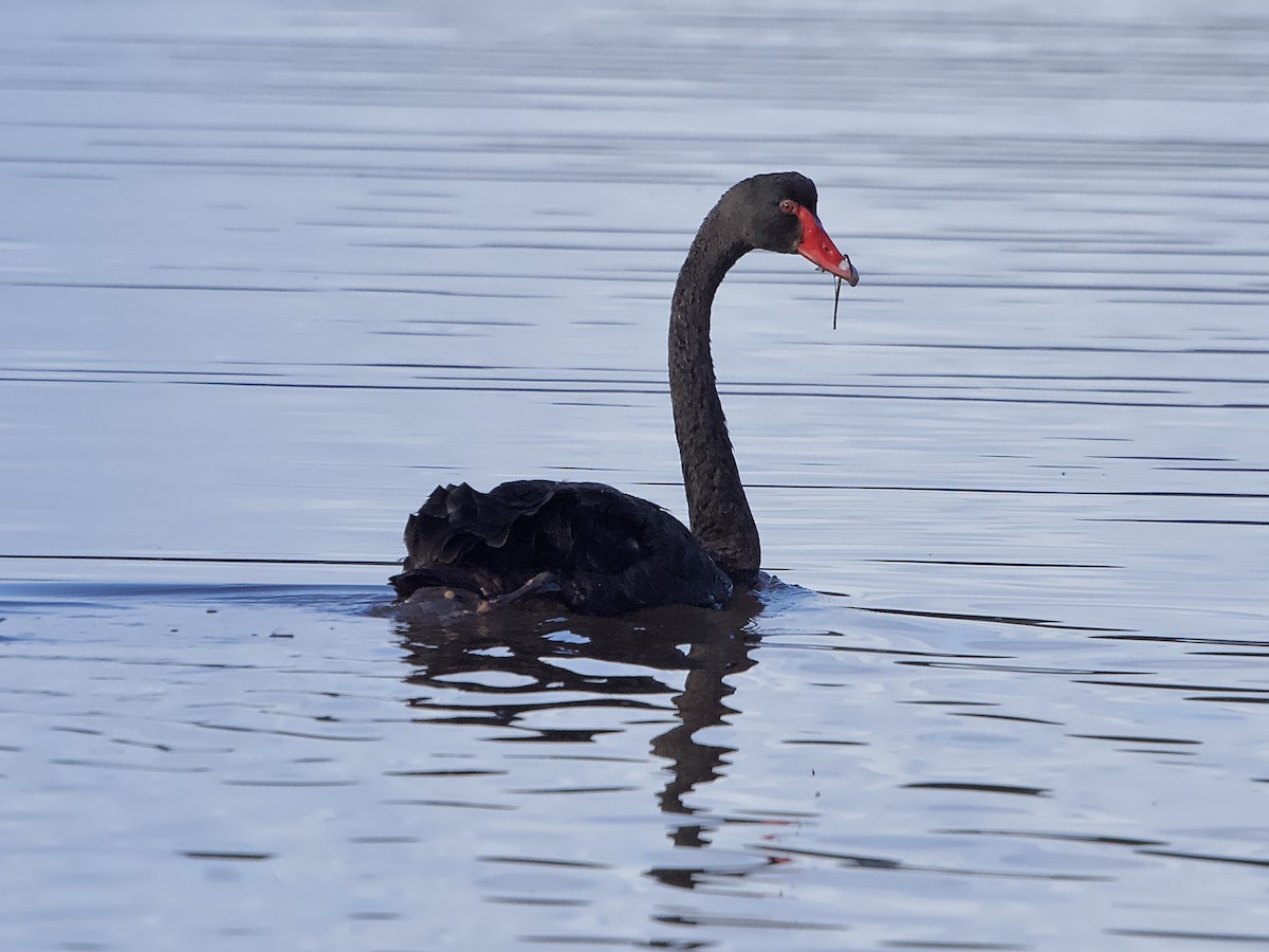 Black Swan - ML618598861