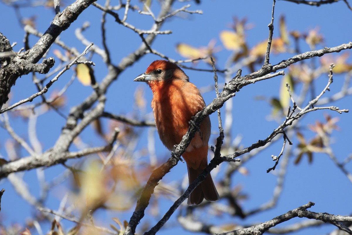 Hepatic Tanager - ML618598917