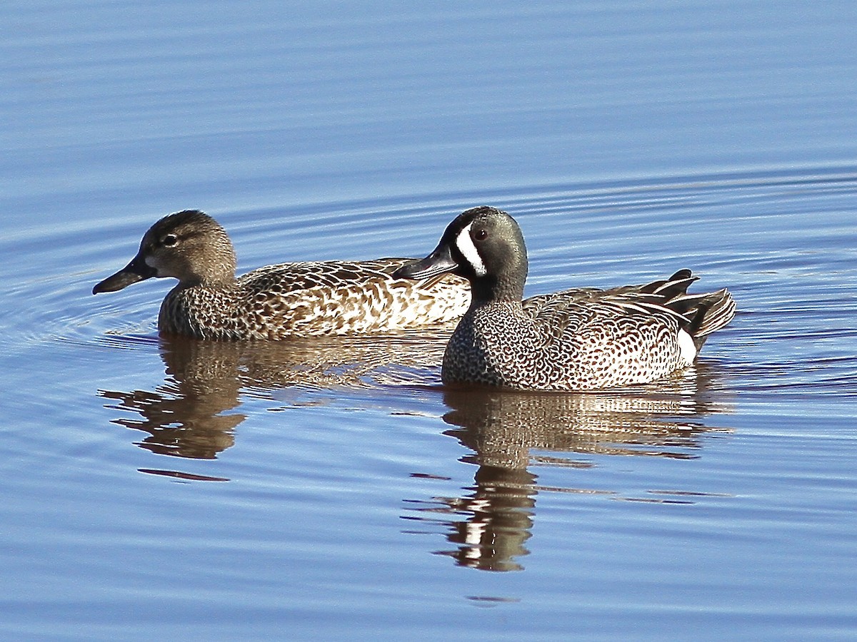 Blue-winged Teal - ML618598925