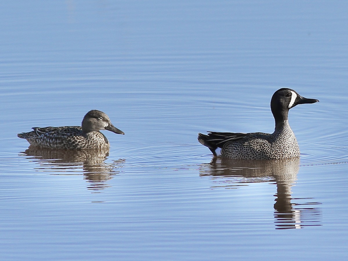 Blue-winged Teal - ML618598926