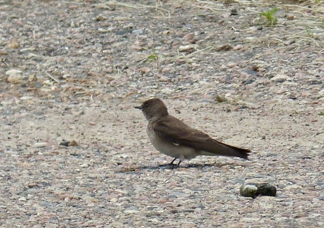 Northern Rough-winged Swallow - Rex Rundquist