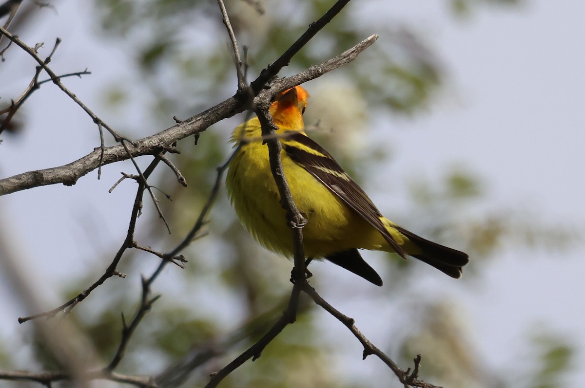 Western Tanager - ML618598978