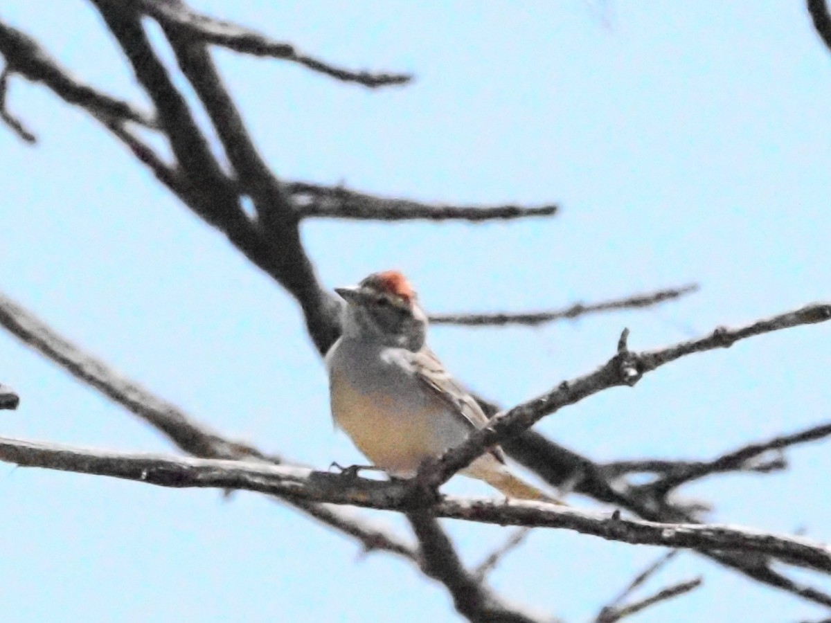 Chipping Sparrow - ML618598991