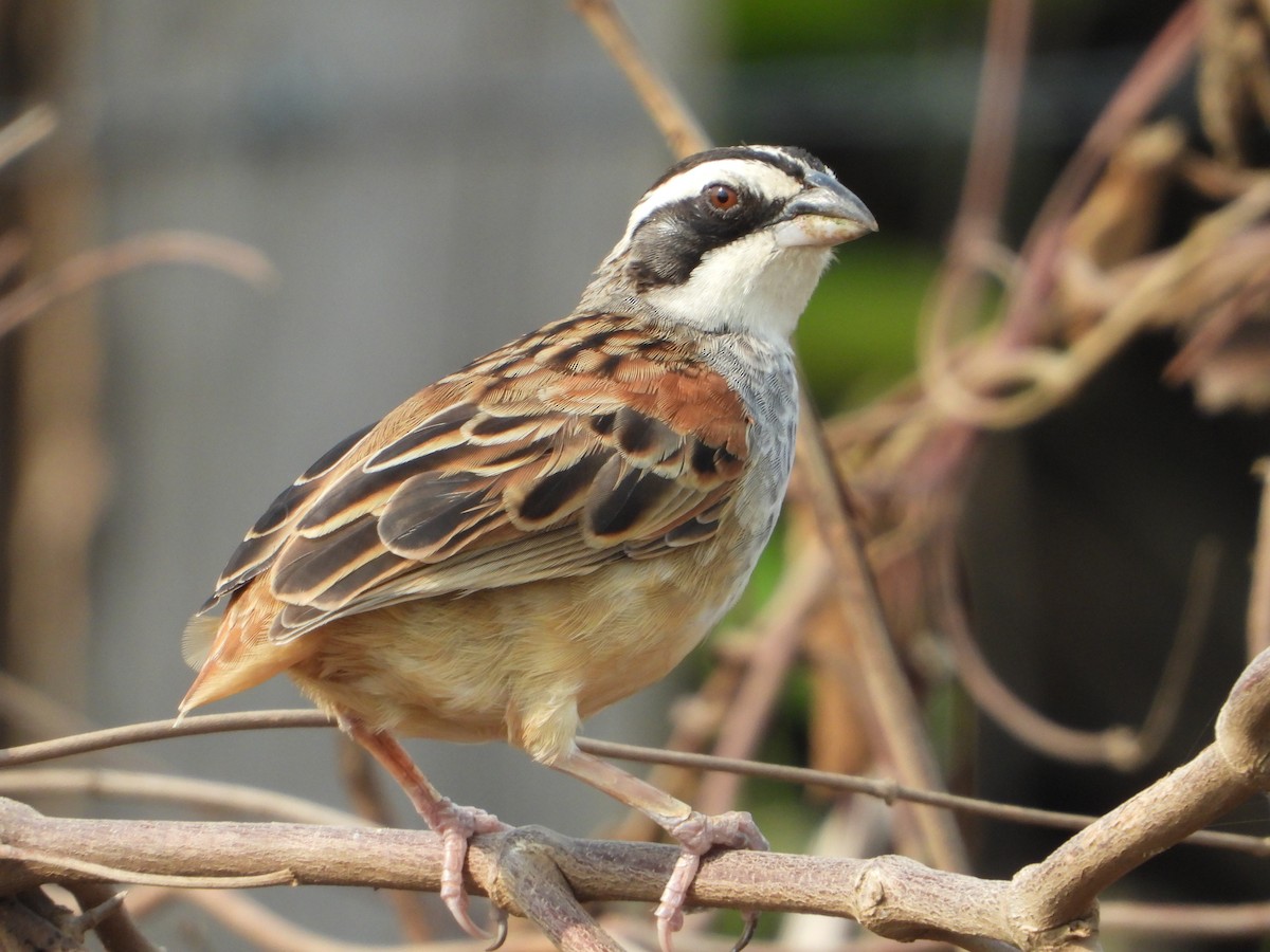 Stripe-headed Sparrow - ML618599045