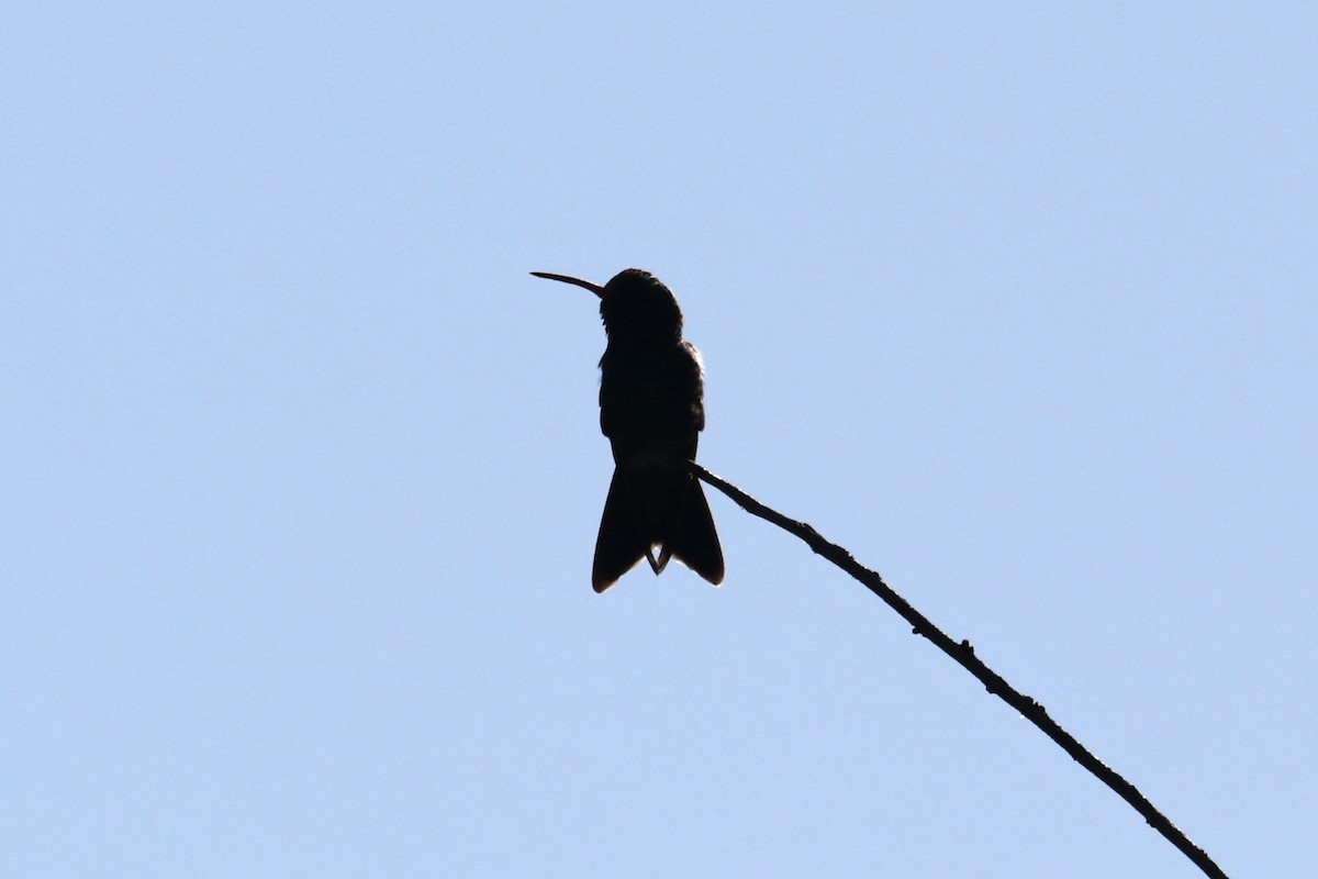 Broad-billed Hummingbird - ML618599058