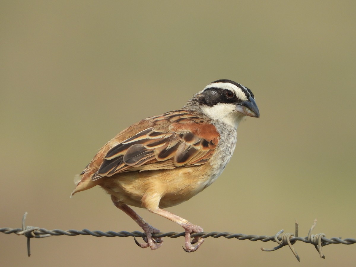 Stripe-headed Sparrow - ML618599059