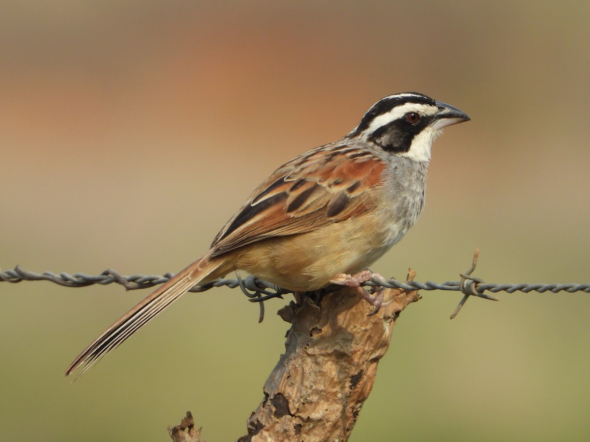 Stripe-headed Sparrow - ML618599067