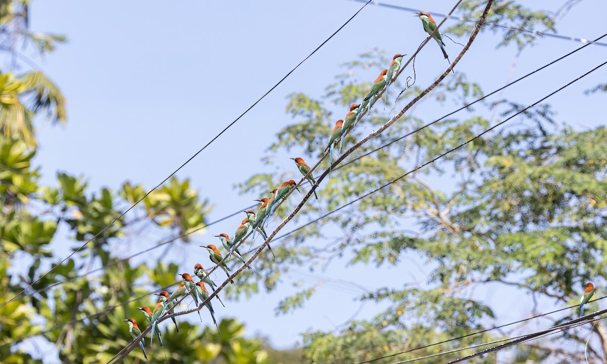 Rufous-crowned Bee-eater - ML618599110