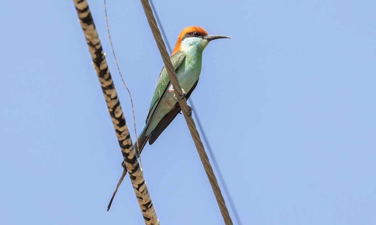 Rufous-crowned Bee-eater - ML618599117