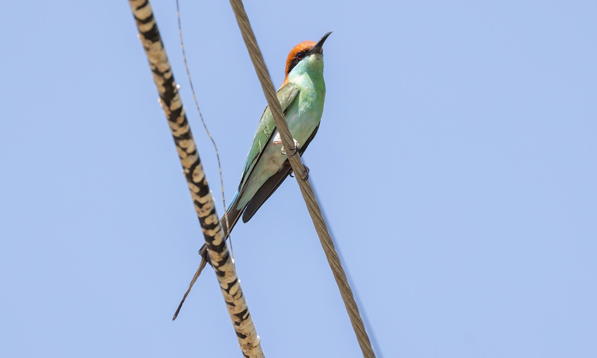 Rufous-crowned Bee-eater - ML618599118