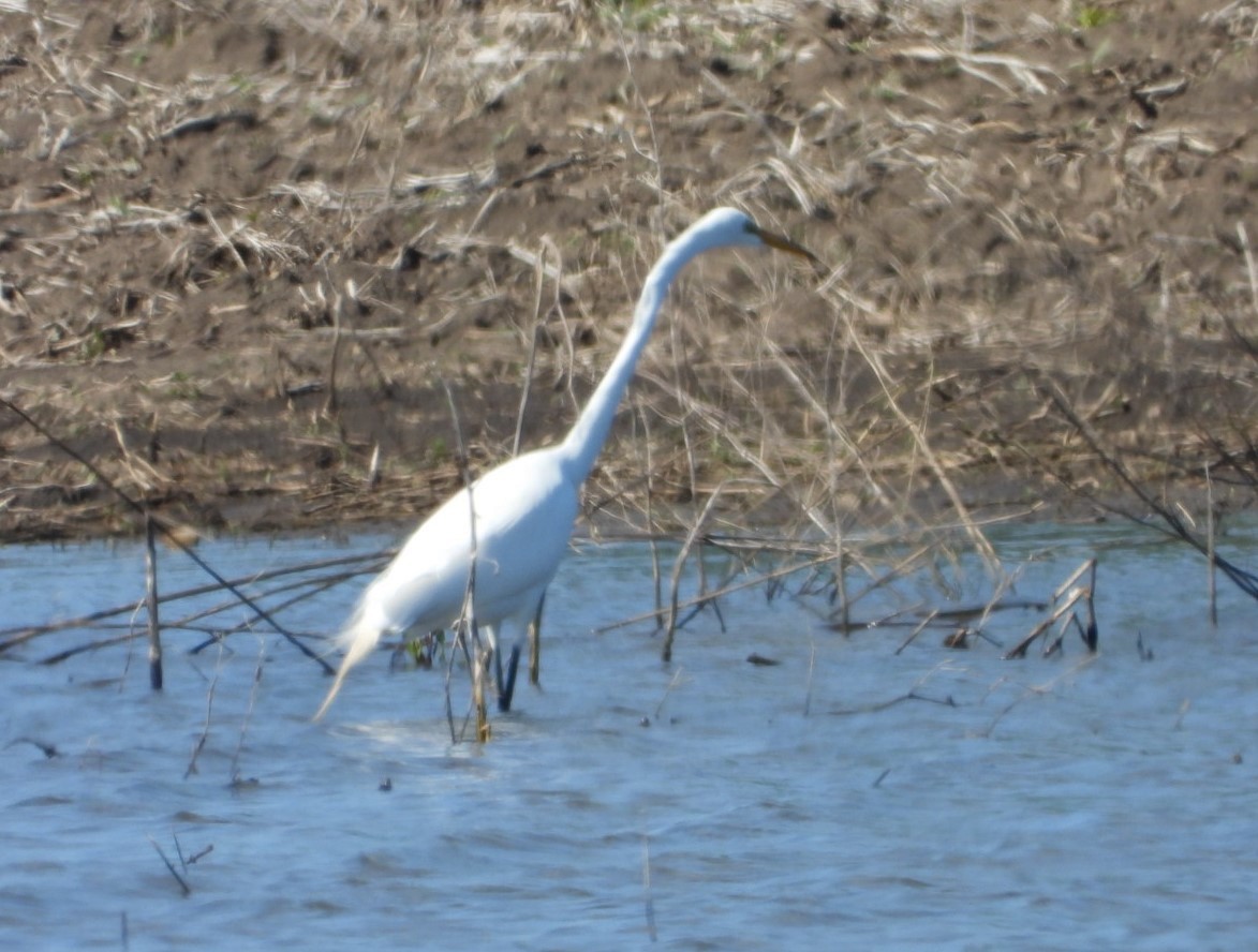 Great Egret - Terry Ansel