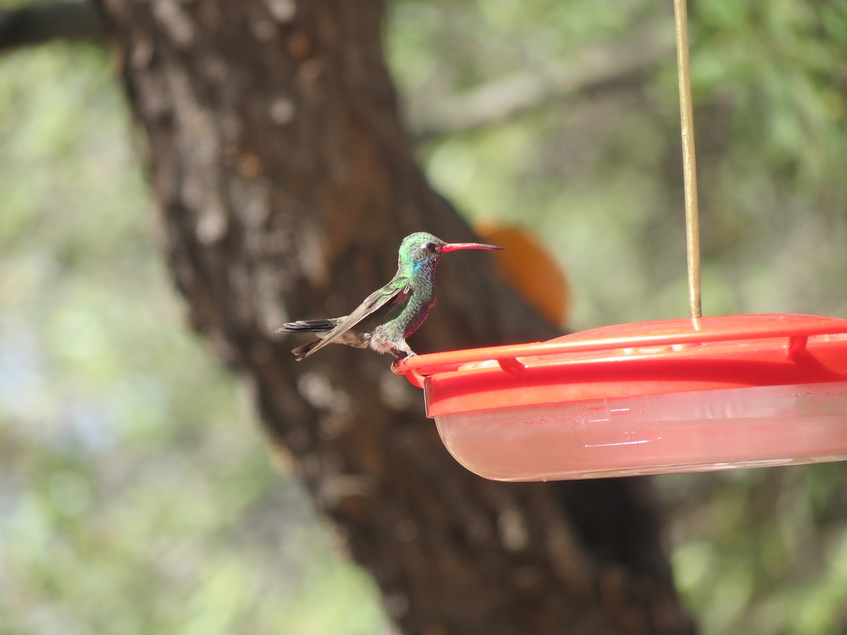 Broad-billed Hummingbird - ML618599138