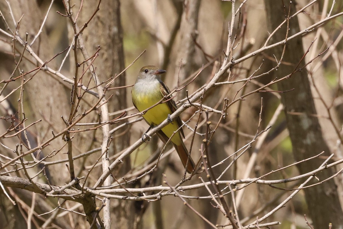 Great Crested Flycatcher - ML618599149