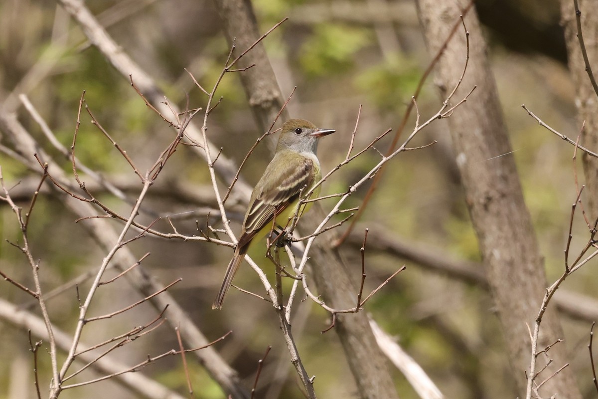 Great Crested Flycatcher - ML618599150