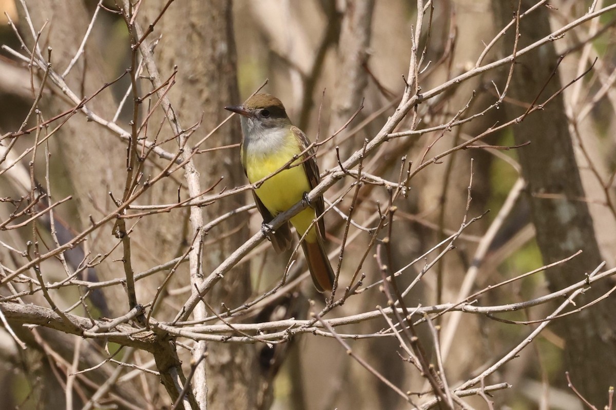 Great Crested Flycatcher - ML618599151