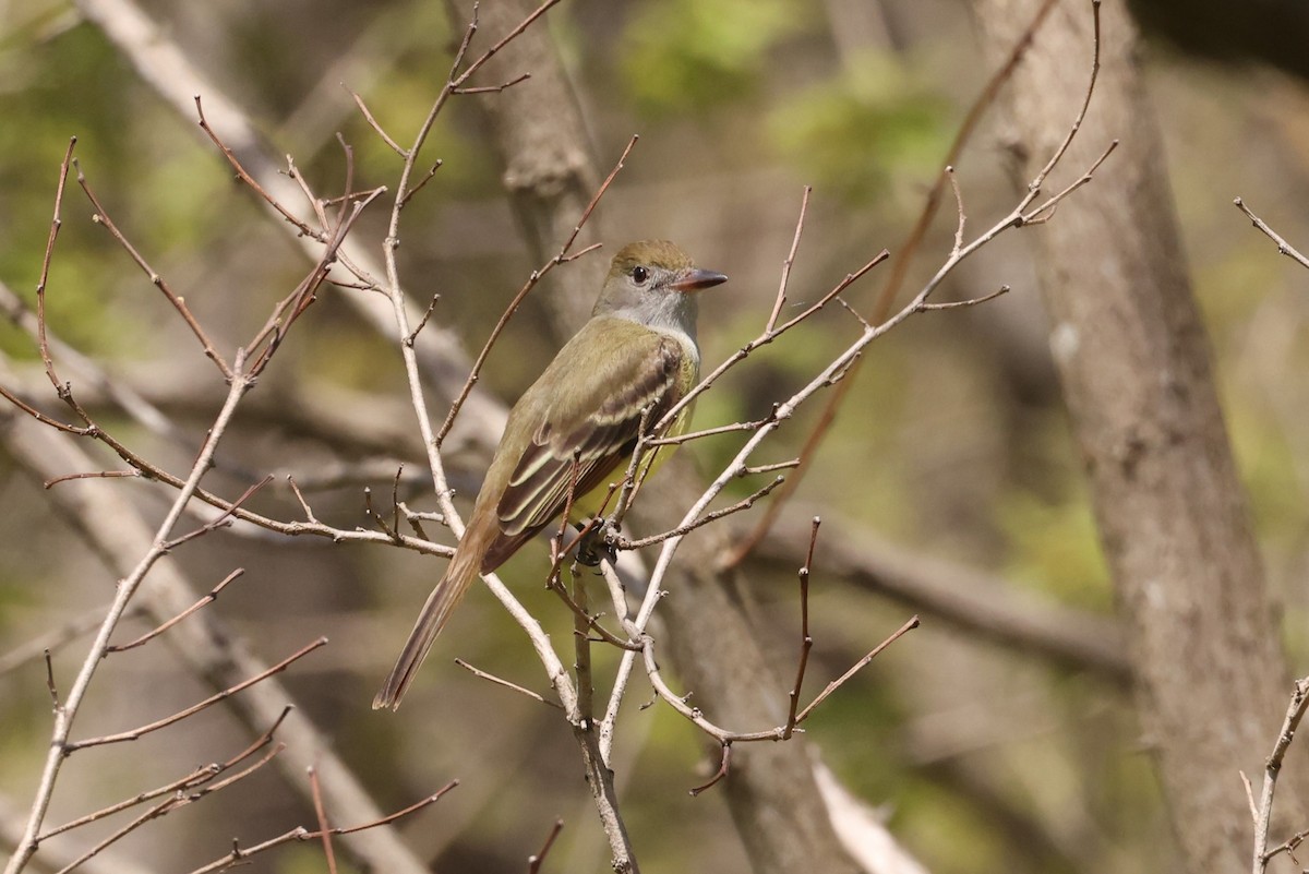 Great Crested Flycatcher - ML618599152