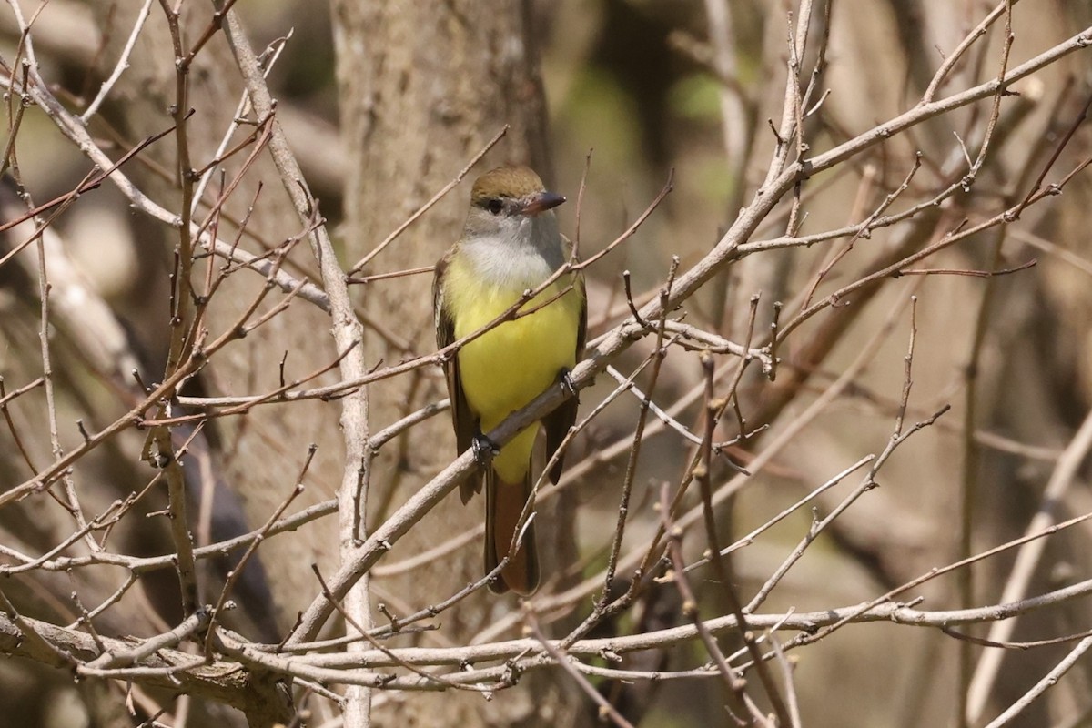 Great Crested Flycatcher - ML618599153