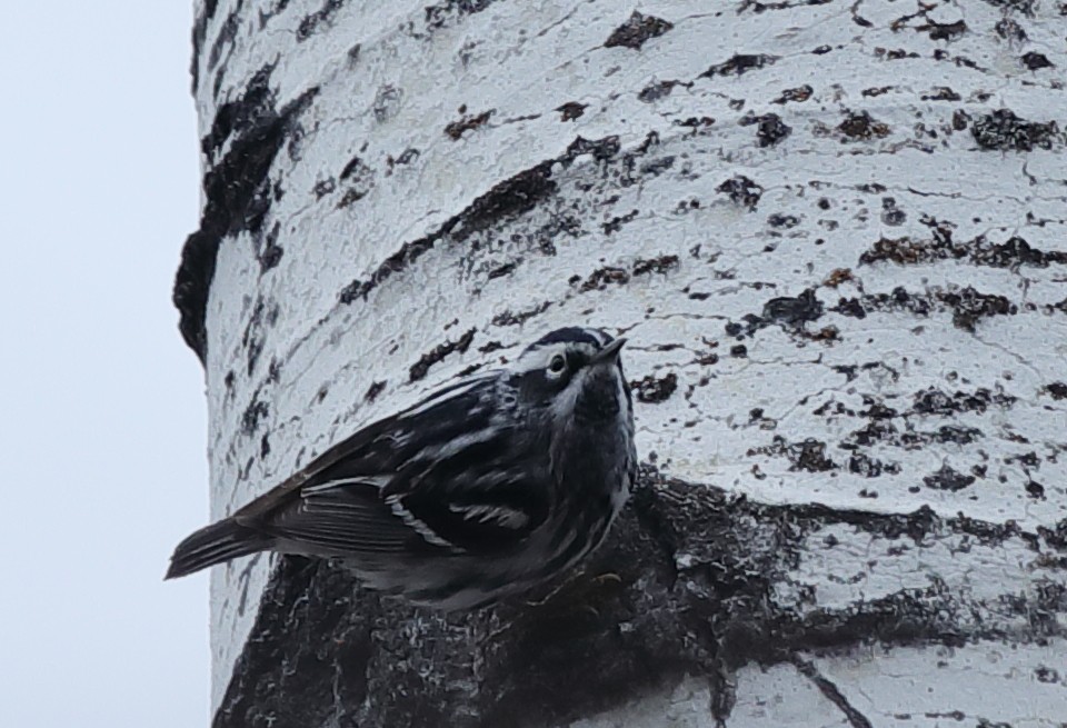 Black-and-white Warbler - Lilian Donahue
