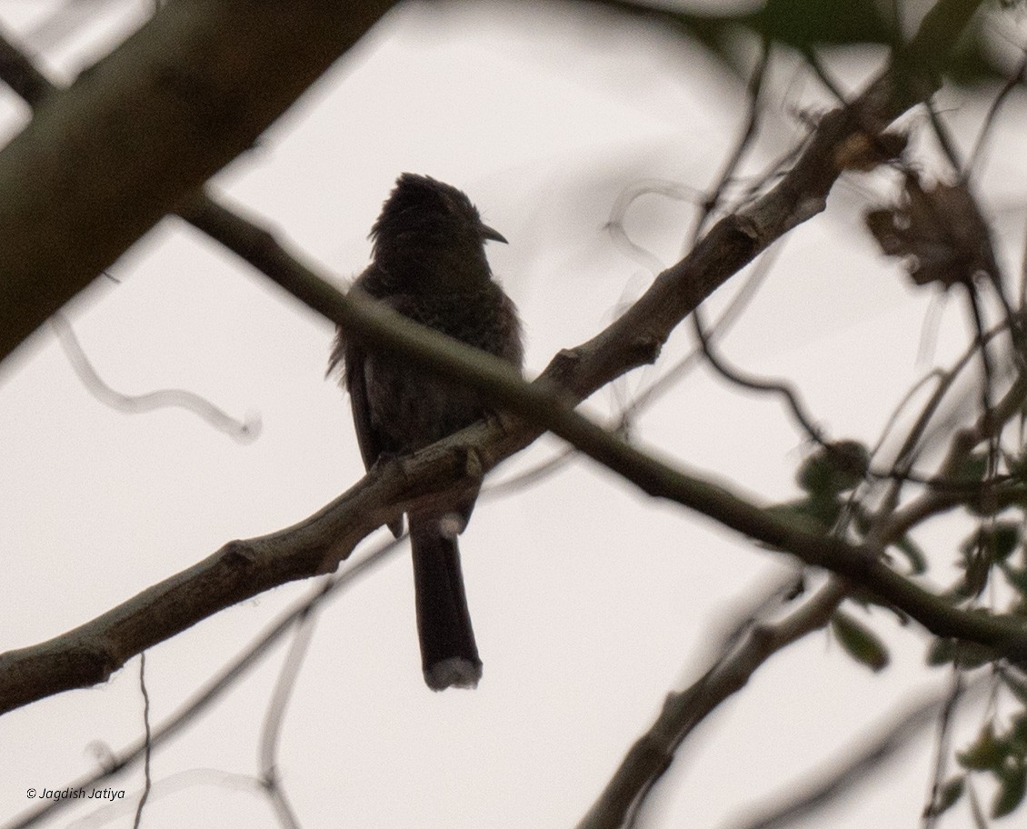 Red-vented Bulbul - ML618599160