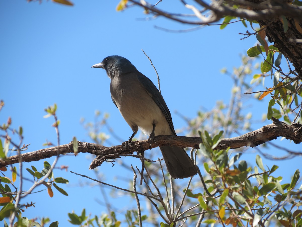 Mexican Jay - ML618599166