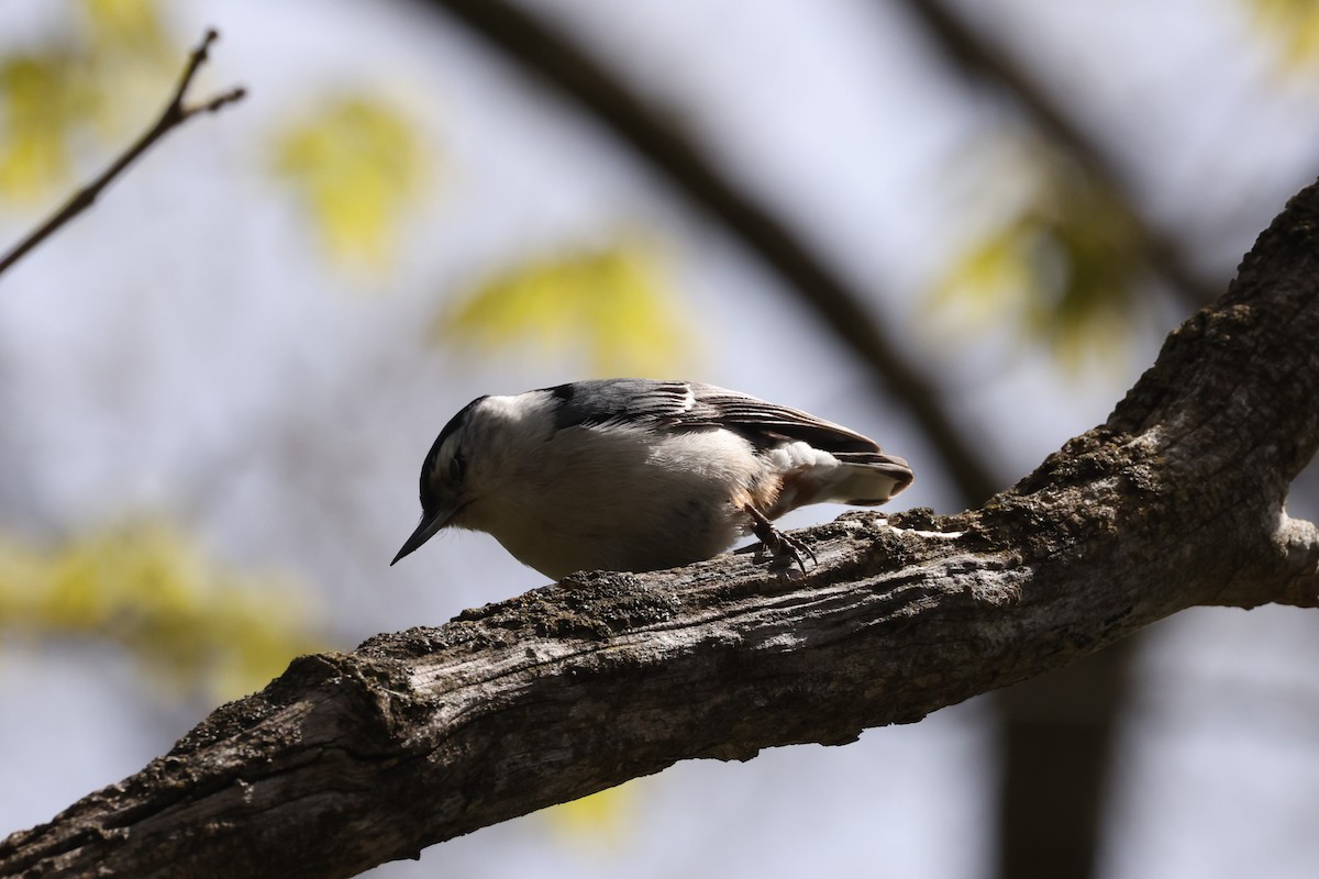 White-breasted Nuthatch - Michael Gallo