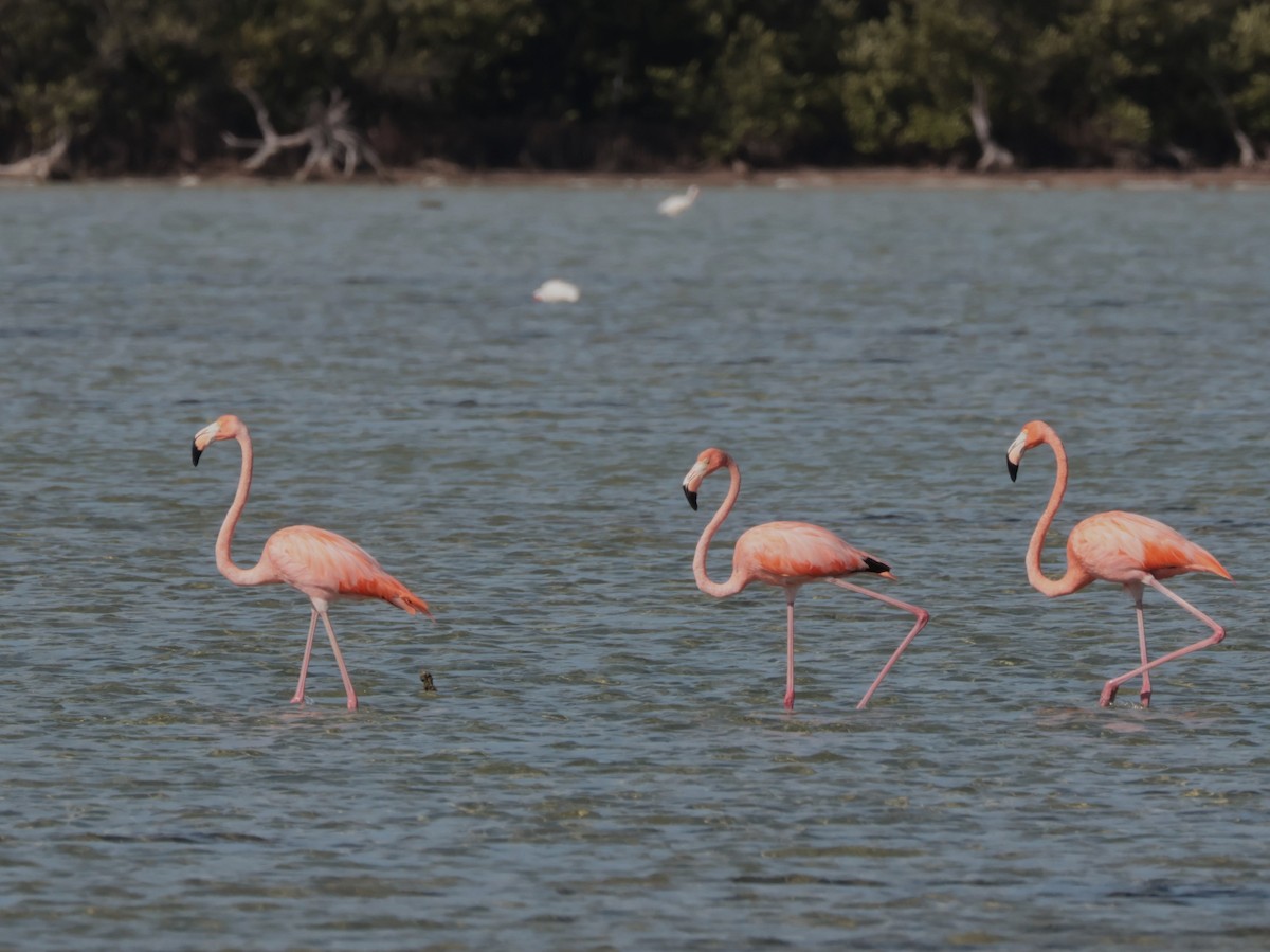 American Flamingo - ML618599206
