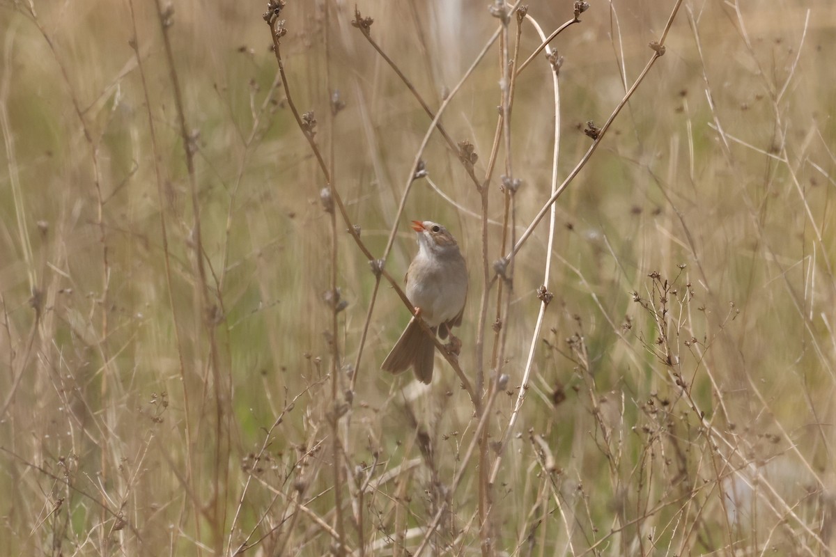 Field Sparrow - ML618599215