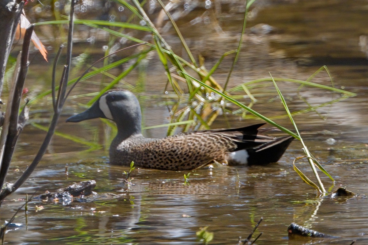 Blue-winged Teal - ML618599226