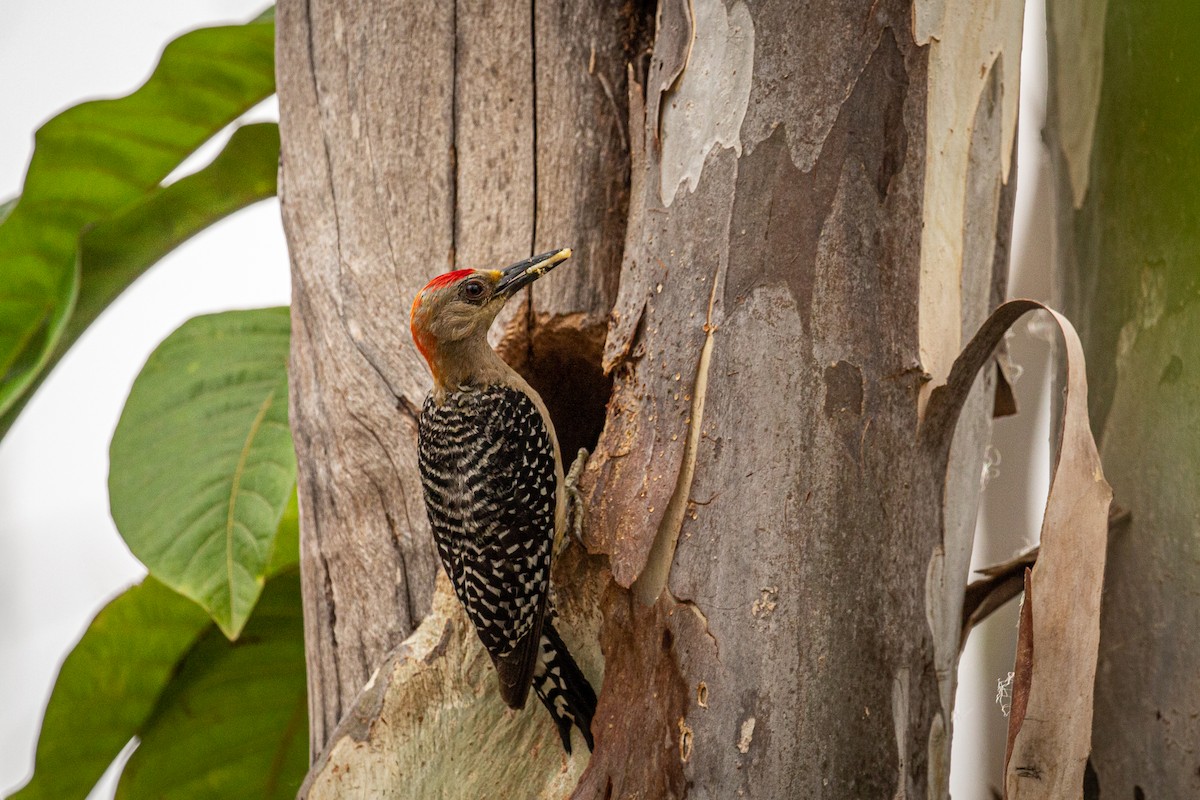 Red-crowned Woodpecker - ML618599236
